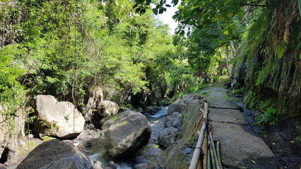 road next to river in the forest