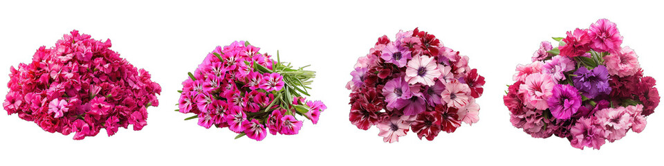 Sweet William Flower Pile Of Heap Of Piled Up Together Hyperrealistic Highly Detailed Isolated On Transparent Background Png File