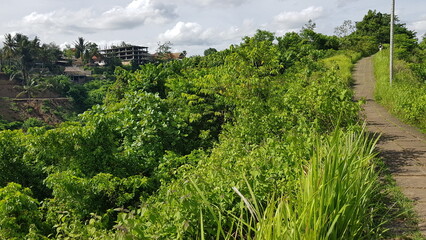 vineyard in the morning