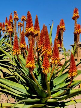 Aloe flowers