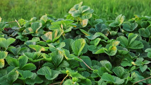 Lots of strawberry bushes with mustache in a high wooden bed in sunny evening light. Cultivated daughter plants. Leaves background close-up. Home gardening. Green healthy garden. High quality 4k