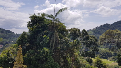 landscape with trees