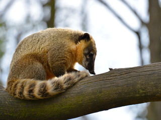 South American Coati, or Ring-tailed Coati (Nasua nasua) sitting on branch tree and seen from profile