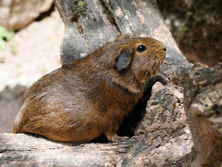 Closeup brown guinea pig (Cavia porcellus) with long hanging ears on trunk and seen from profile