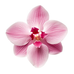Fototapeta na wymiar Orchid of red-pink color isolated on a transparent background. Red-pink flower on a transparent background. Valentine's day or birthday design element.