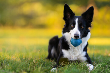 Fototapeta premium Black and white border collie is lying on the green grass and holding blue ball. Life with dog concep