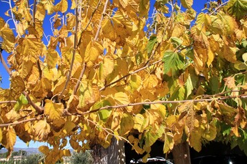 mulberry leaves in autumn