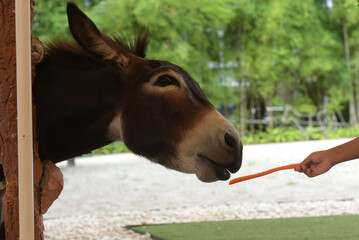 a donkey with brown fur with a white striped head