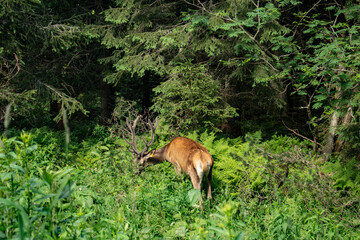 deer grazing in the grass
