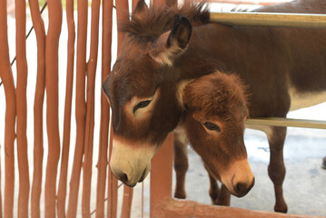 Before Valentine's Day, a pair of donkeys made love