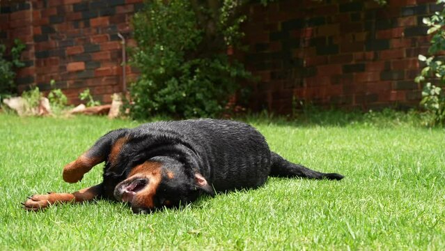 A 4K slow motion video of a pedigree Rottweiler playing on the lawn and having fun while its tongue sticks out. Shot at low level with overcast weather.