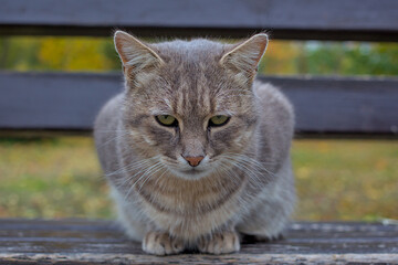 A beautiful cat looks carefully at the photographer. A domestic cat walks in an autumn park. Pets. Close-up.
