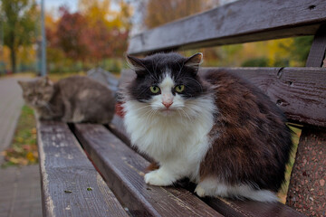 A beautiful cat looks carefully at the photographer. A domestic cat walks in an autumn park. Pets....