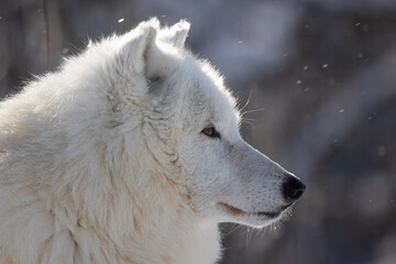 male Arctic wolf (Canis lupus arctos) close-up portrait