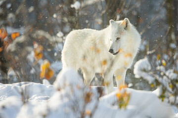 Obraz premium male Arctic wolf (Canis lupus arctos) behind the bushes in the snow