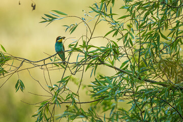 The European bee-eater (Merops apiaster) with a butterfly in its beak