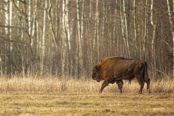 The European bison (Bison bonasus) or the European wood bison by the forest