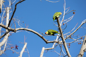 Red crowned parrot in a sweetgum tree in Los Angeles
