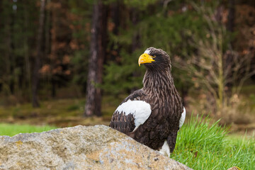 Steller's sea eagle (Haliaeetus pelagicus), also known as Pacific sea eagle or white-shouldered eagle