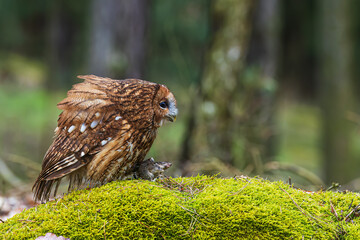 male tawny owl (Strix aluco) with a hunted mouse