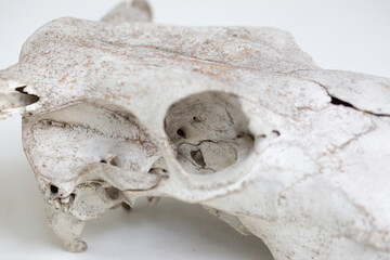 Old cow skull on a white background close-up