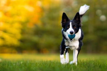 A black and white border collie runs along a green lawn with a blue ball in its mouth. Dog playing