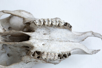 Old cow skull on a white background close-up