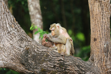 A monkey sits on a tree and examines its paw