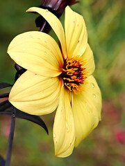 Close-up of yellow dahlia flower in a french garden and seen from profile