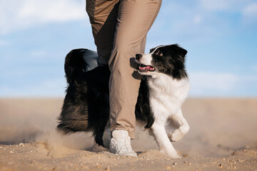 Black and white border collie performs a trick while walking on the beach. Dog training concept