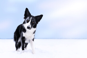 A black and white border collie with snow on its face stands on a snowy field on a sunny winter day