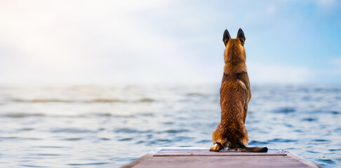 A red dog sits on a pier and looks at the blue ocean on a sunny day.