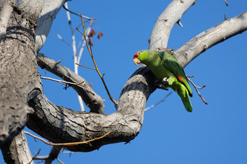 Red crowned parrot in a sweetgum tree in Los Angeles