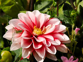 Closeup of red dahlia flower in a french garden with the green grasshopper