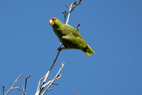Red crowned parrot in a sweetgum tree in Los Angeles