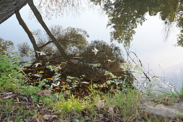 reflection of trees in water
