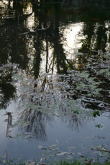 reflection of trees in water
