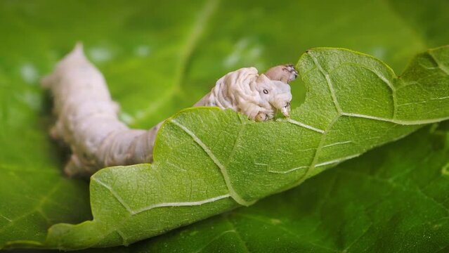 macro close up of a silkworm (Bombyx mori - domestic silk moth) eating a mulberry leaf with blurred background