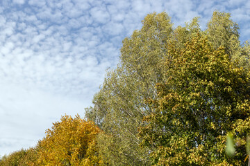 Fototapeta premium changing the color of foliage on birch trees in autumn weather