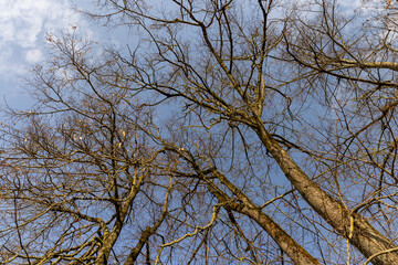 trees of different varieties in the spring season