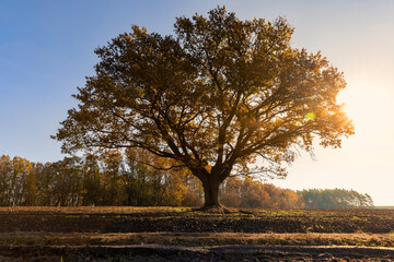 an old huge oak with orange autumn foliage