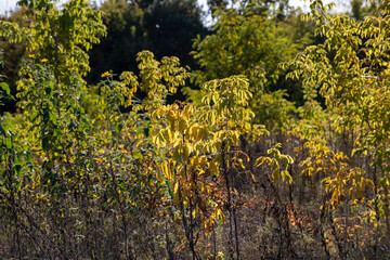 Fototapeta premium Autumn forest with trees during leaf fall
