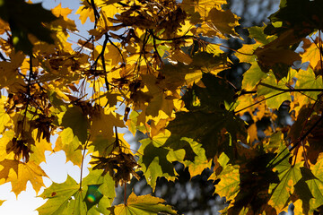 Maple tree foliage in autumn