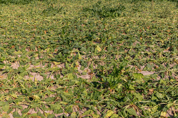 a field with withered beets during heat and drought