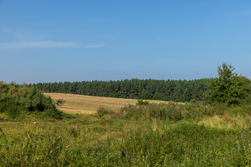 A field with cereals in the summer