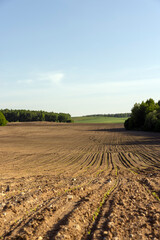 a growing monoculture of sweet corn in sunny weather