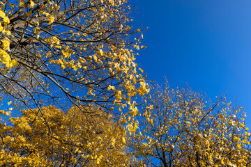 autumn park with colorful maple trees in sunny weather
