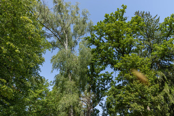 tall trees in the summer