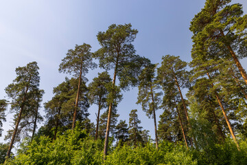tall pine trees in the forest in the summer