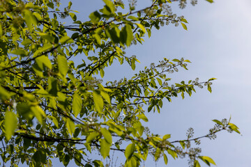 a flowering cherry tree in the spring season, a spring park